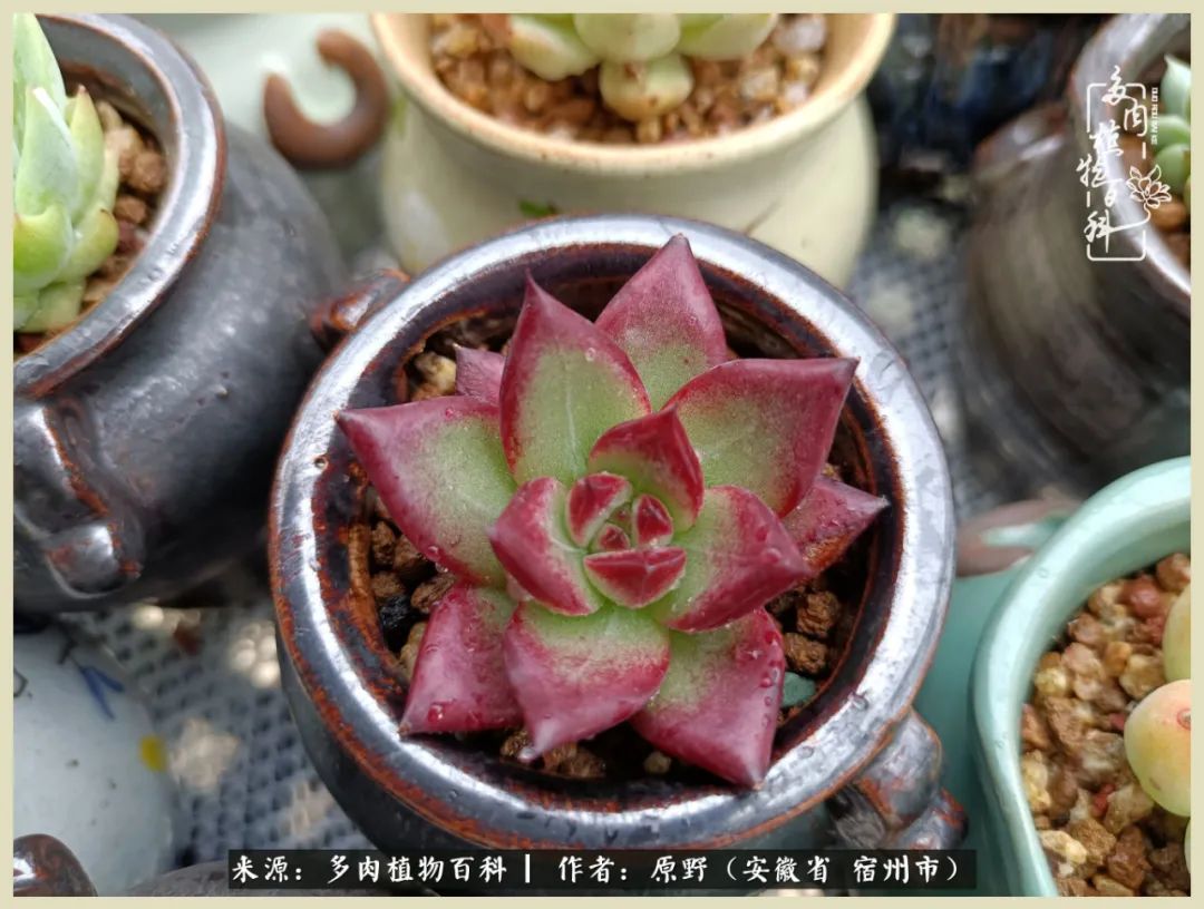 梅雨袭,酷暑至,多肉进入历劫季