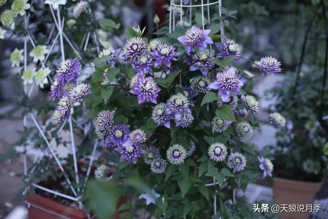别人做梦都想要的花墙，他早就用铁线莲实现了