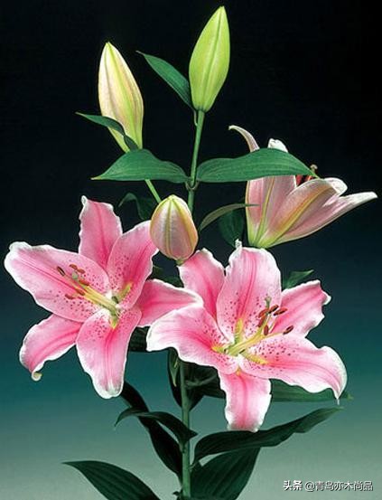 小白开花店应该先怎么入手,小白开花店从哪里做起