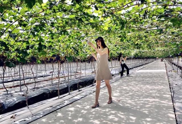 李子柒令人向往的世外桃源生活,李子柒记录的简单淳朴的田园生活