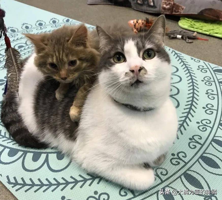 小猫小脑发育不完全,小猫小脑发育不全