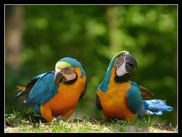 虫草山水画,四季花草山水画作品欣赏