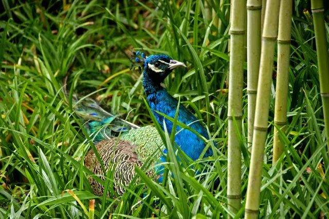 ¥599/套起!栖息30只孔雀!竹海环绕避世酒店竟全部用竹子造