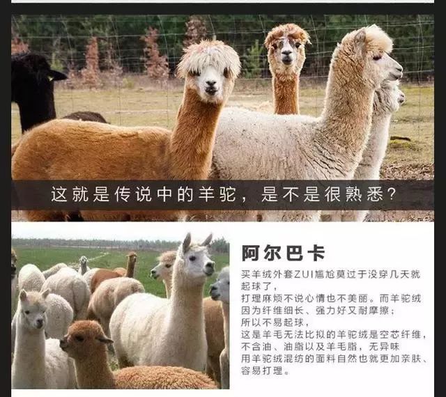 学会这几点买牛不上当,羊毛大衣需要注意的问题