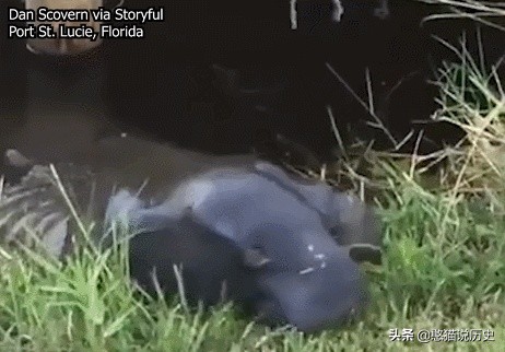 海里的哺乳动物是如何喂奶,海洋哺乳动物是怎么呼吸的