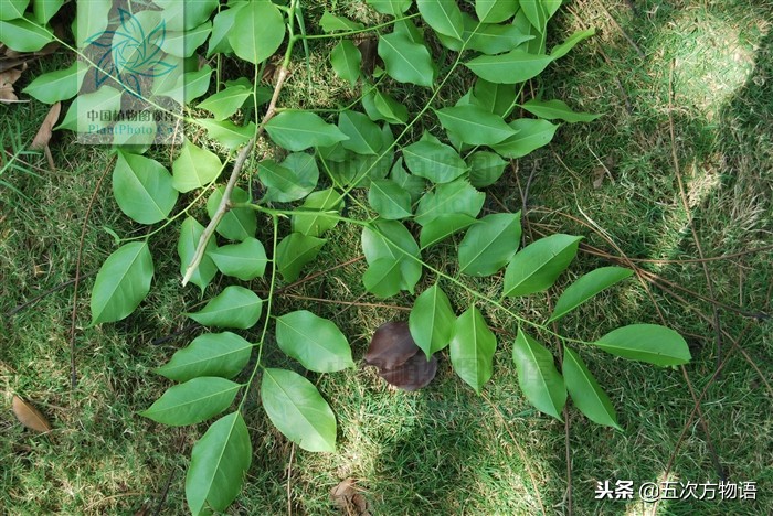 市面上的小叶紫檀盆景叫什么,花市卖的小叶紫檀是什么