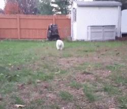 超级可爱呆萌的小奶狗,全种类小奶狗超萌合集