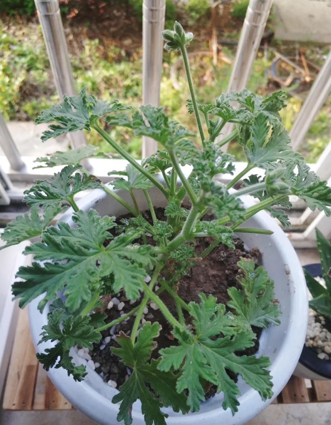 养哪一种吃虫子的花最合适,这4种花真省心养在家里不招虫