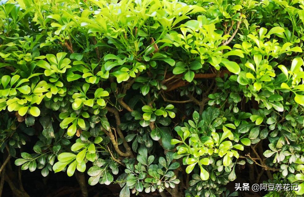 小米兰品种,小米兰适合在院里养