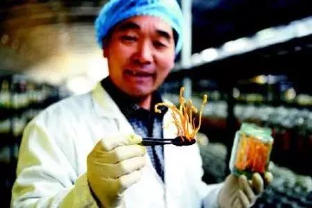 人工种植冬虫夏草功效图片,人工种的冬虫夏草有什么功效
