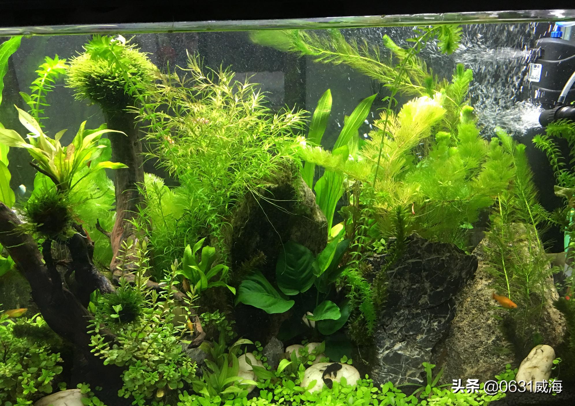 蜈蚣草饲养注意事项,蜈蚣草水草没有阳光会产生氧气吗