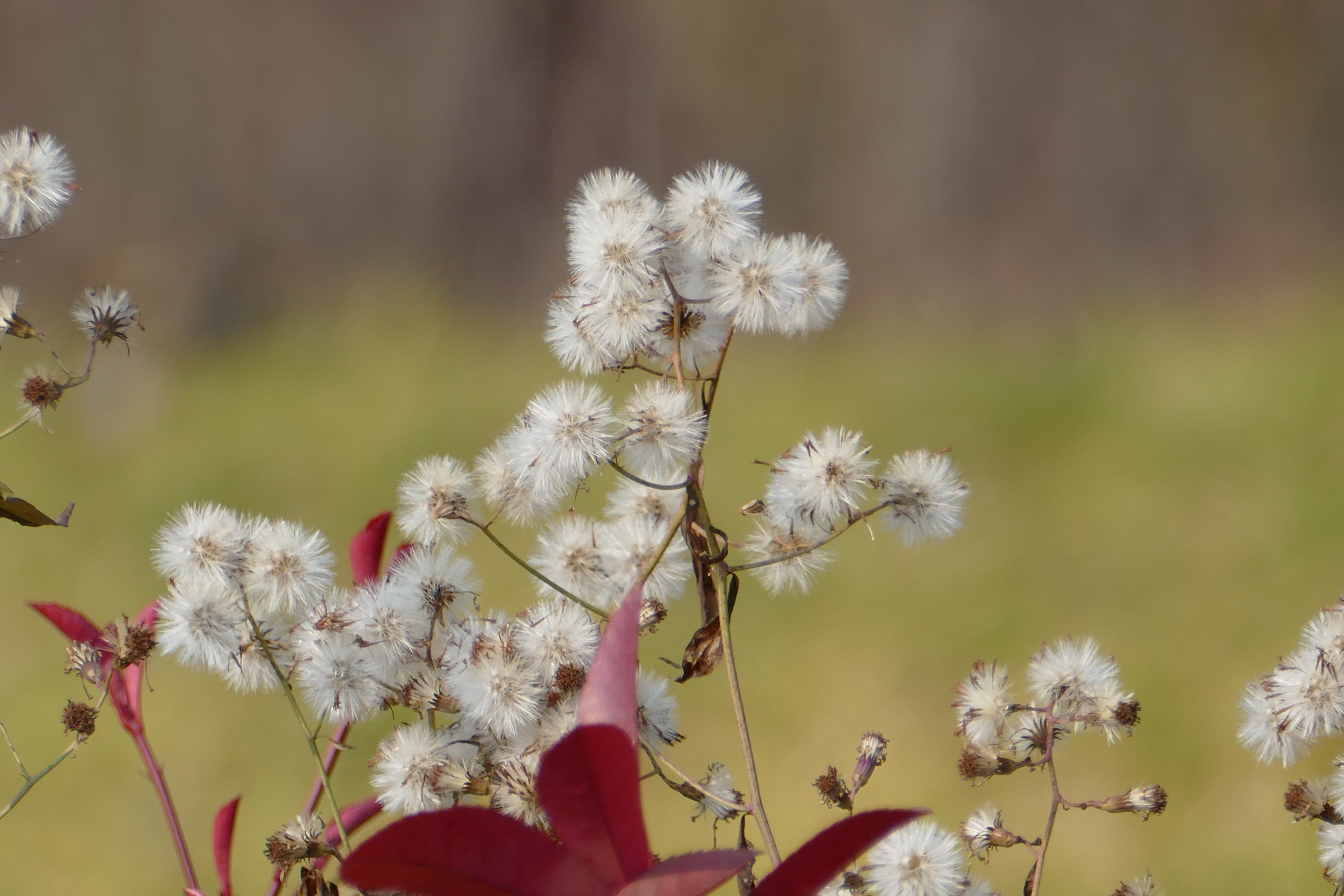 眼科良方书,眼科专用中草药