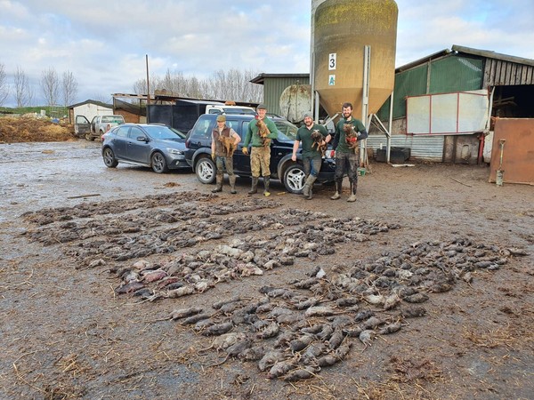 狗狗也可以抓老鼠,上万只狗狗抓上万只老鼠