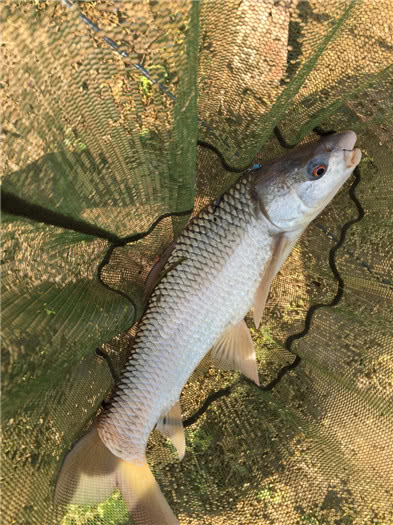 钓三斤以上红眼鲮鱼方法与技巧,鲮鱼警惕性高怎么钓