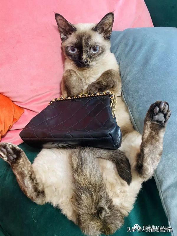 超好看的宠物包,好看又大的宠物包