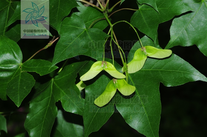 认识十种花卉,认识三种蔬菜