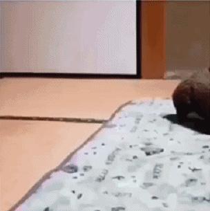 祝铲屎官麻麻节日快乐!毛孩子的行动超暖心了