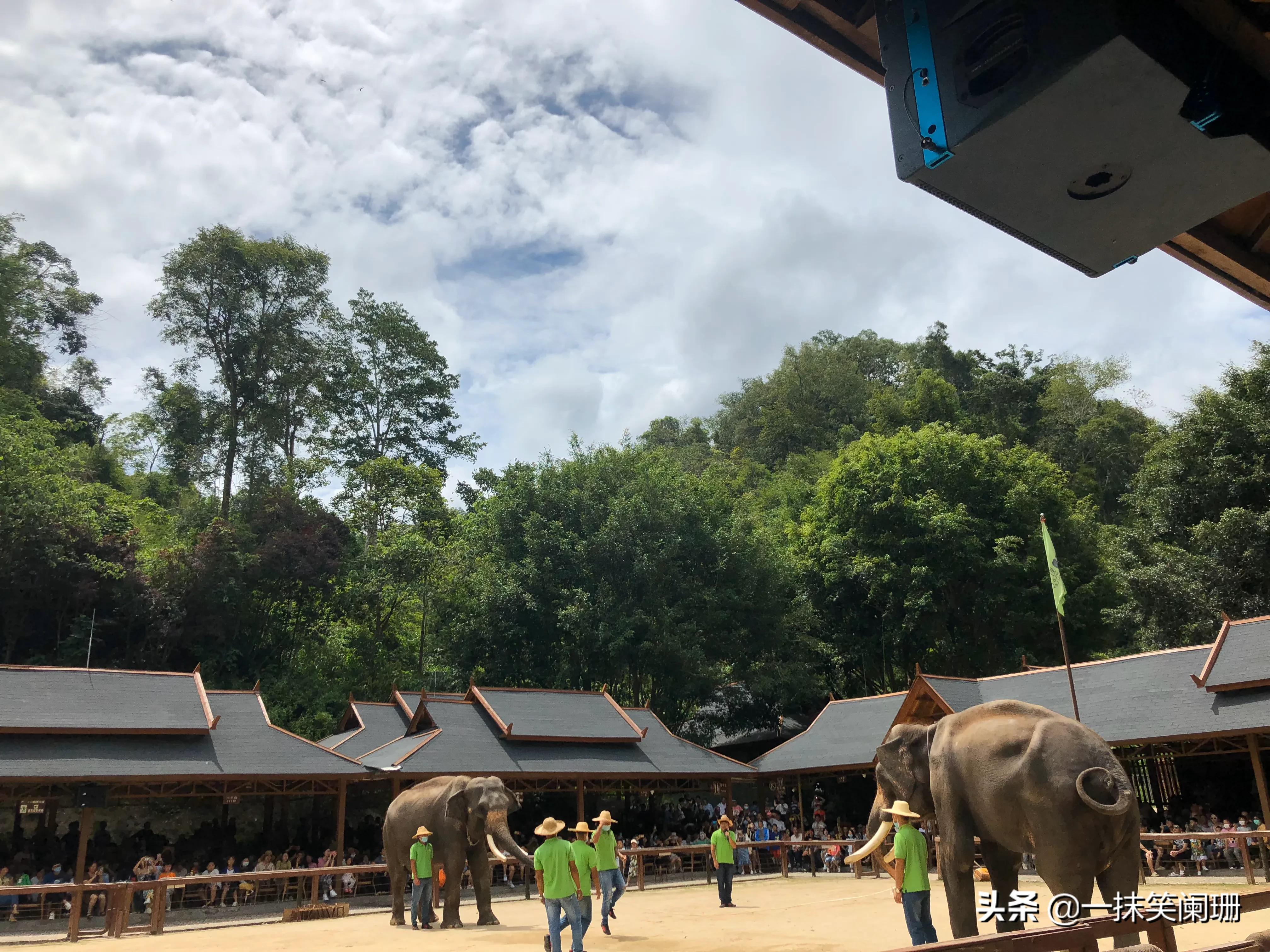 西双版纳野象谷大象表演,西双版纳野象谷大象表演现场视频