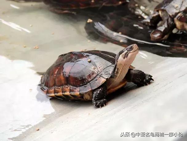 中国养殖市场,中国养殖的发展及现状