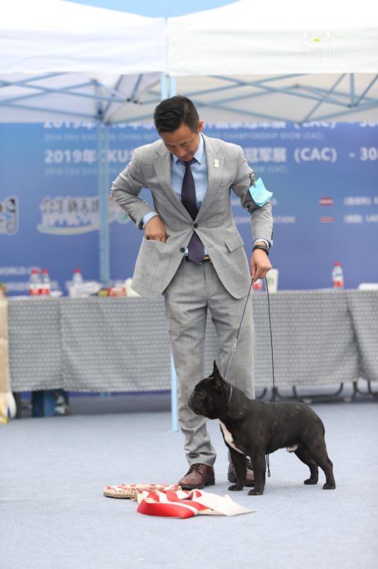 中国法斗犬舍,中国知名法斗犬舍