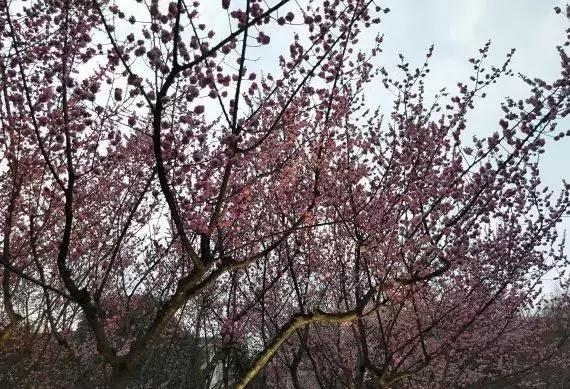 西安市青龙寺赏樱,西安赏樱花攻略