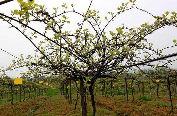 冻害会造成猕猴桃根系损伤吗,猕猴桃果园冬季管理技术