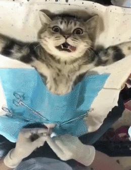 猫咪绝育完看的动画片,猫咪绝育全过程3d演示