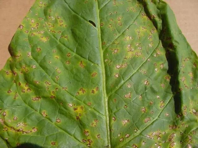 烤烟烟青虫害防治方法,熏烟防治病虫