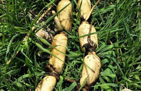 山东农产品对接平台运营数据,山东生鲜农产品运营平台