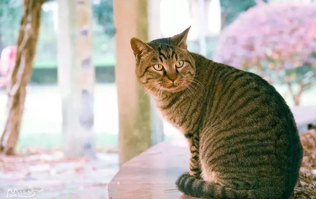 猫的诡异传说,史上最诡异的猫