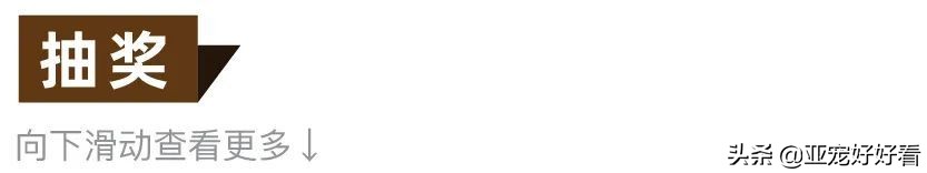 亚宠云课堂,比熊犬赛级妆造型