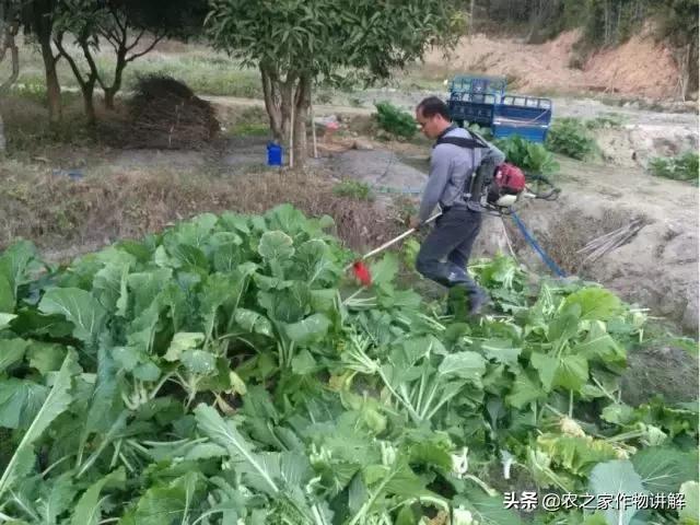 农药假冒伪劣产品的处罚,农药伴侣增效剂