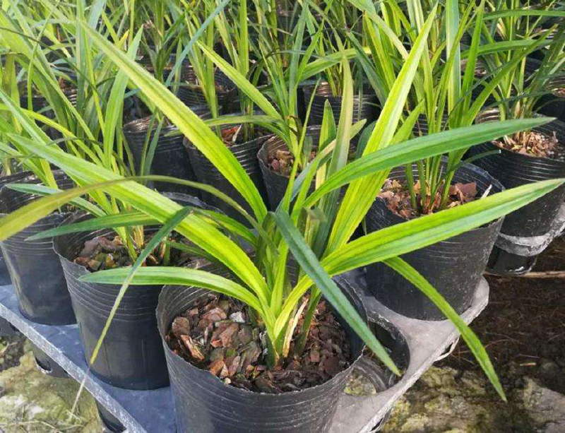 松树皮怎样处理可以做兰花植料,种植兰花只需要用松树皮就够了么