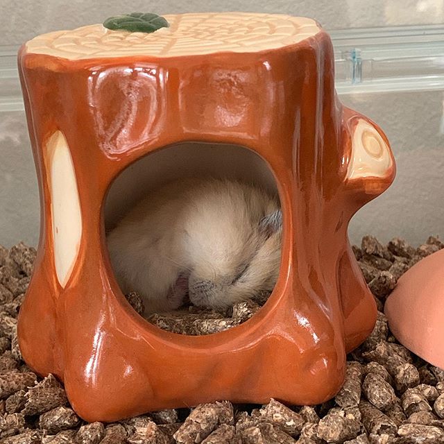 仓鼠渴了喝凉水吗,仓鼠渴了还会口水浴吗