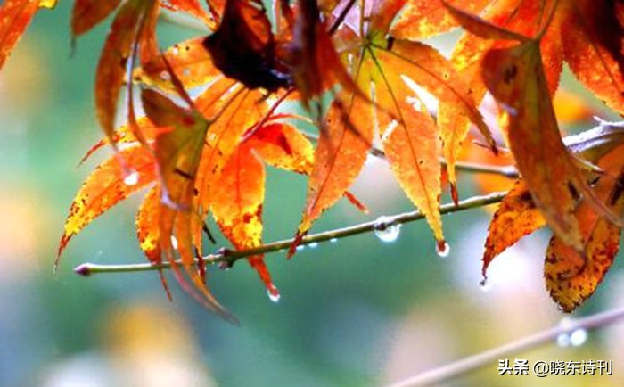 「黎明拾穗」43期诗词41首，首页篇篇造网红，风流戏子逞英雄