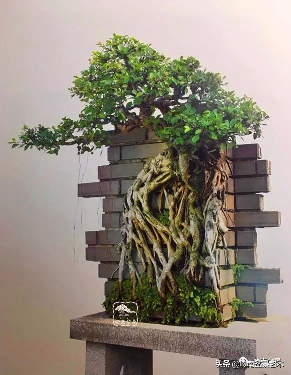 我喜欢的榕树盆景,泉州榕树盆景