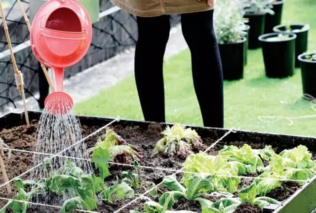 教你打造一米菜园,自家菜园教程新手入门