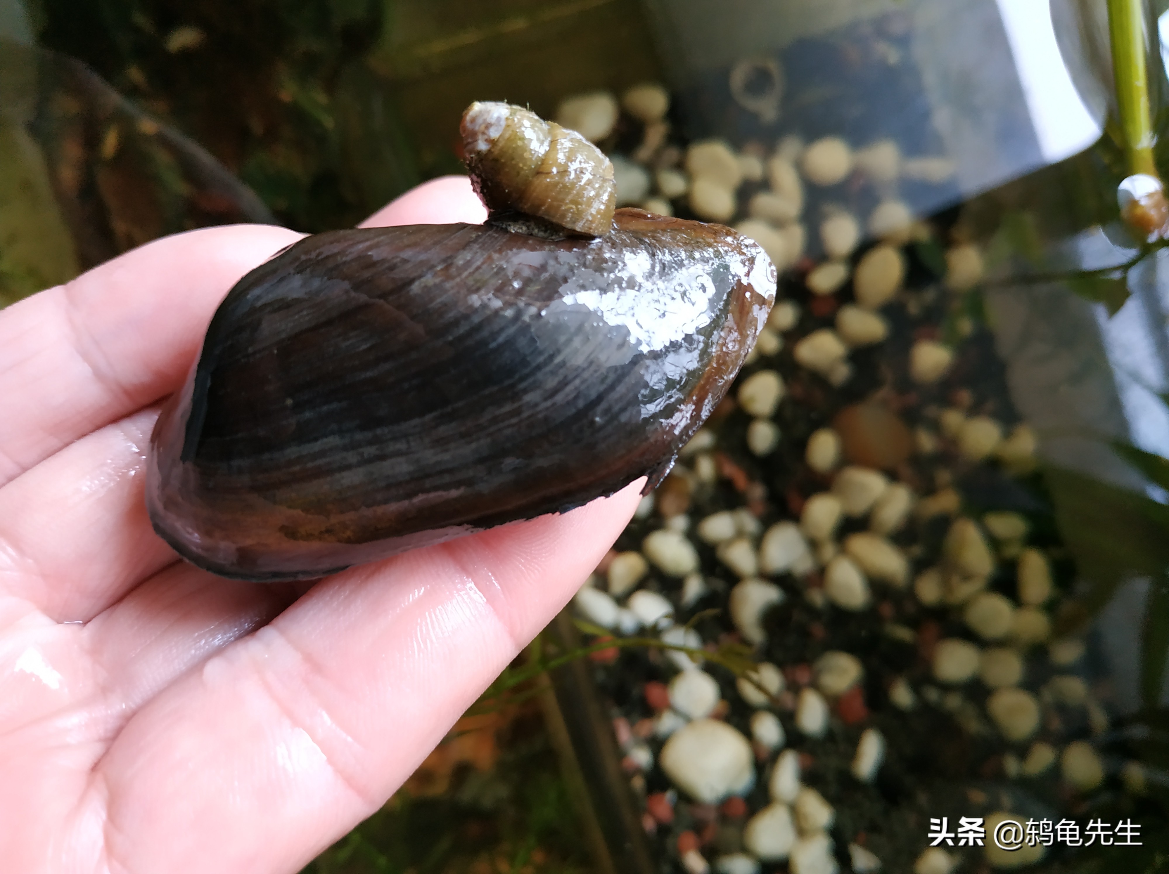 鱼缸里的河蚌死了要换水吗,河蚌可以放在鱼缸过滤缸里养吗