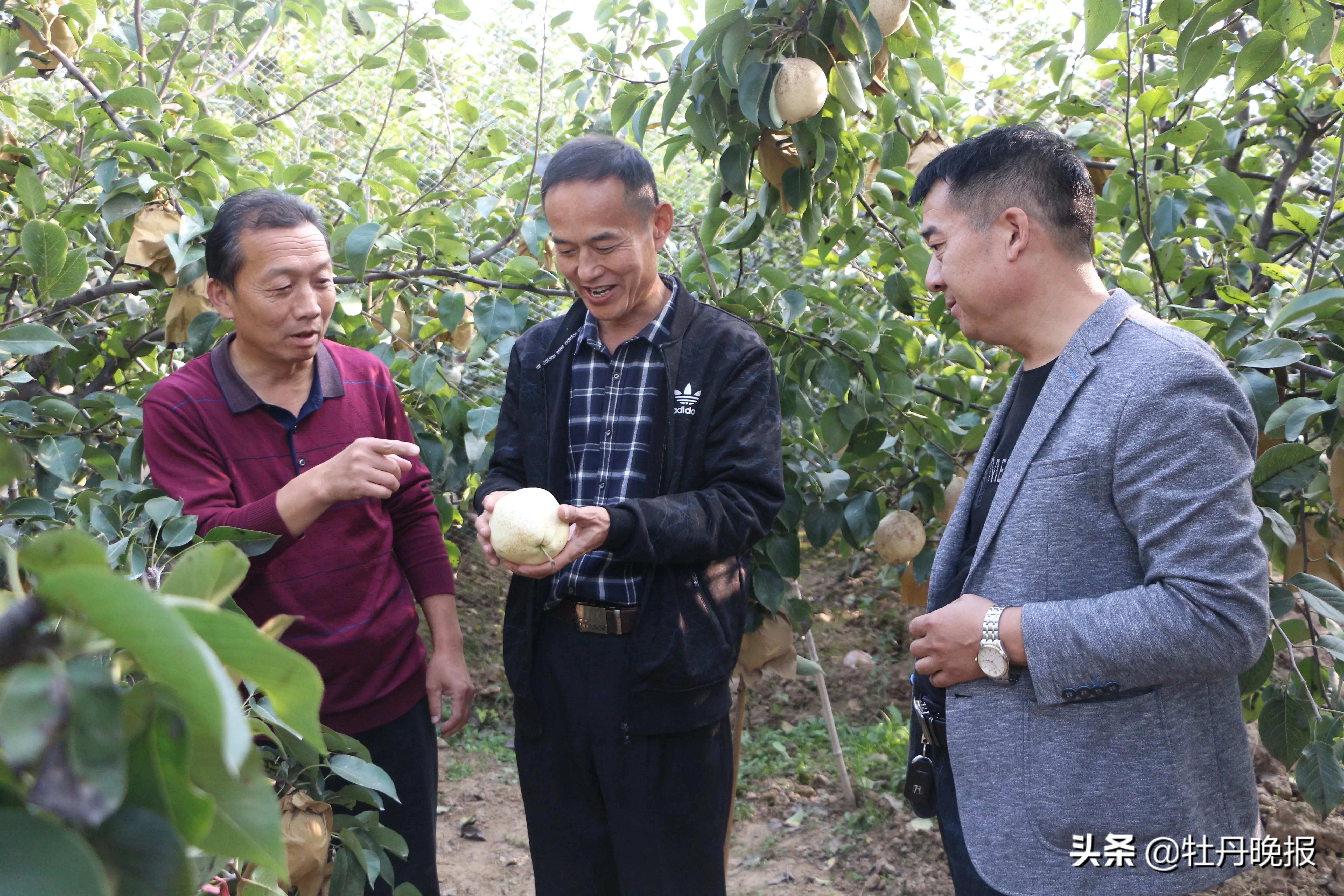 山农酥梨树苗几年结果,山农酥梨菏泽