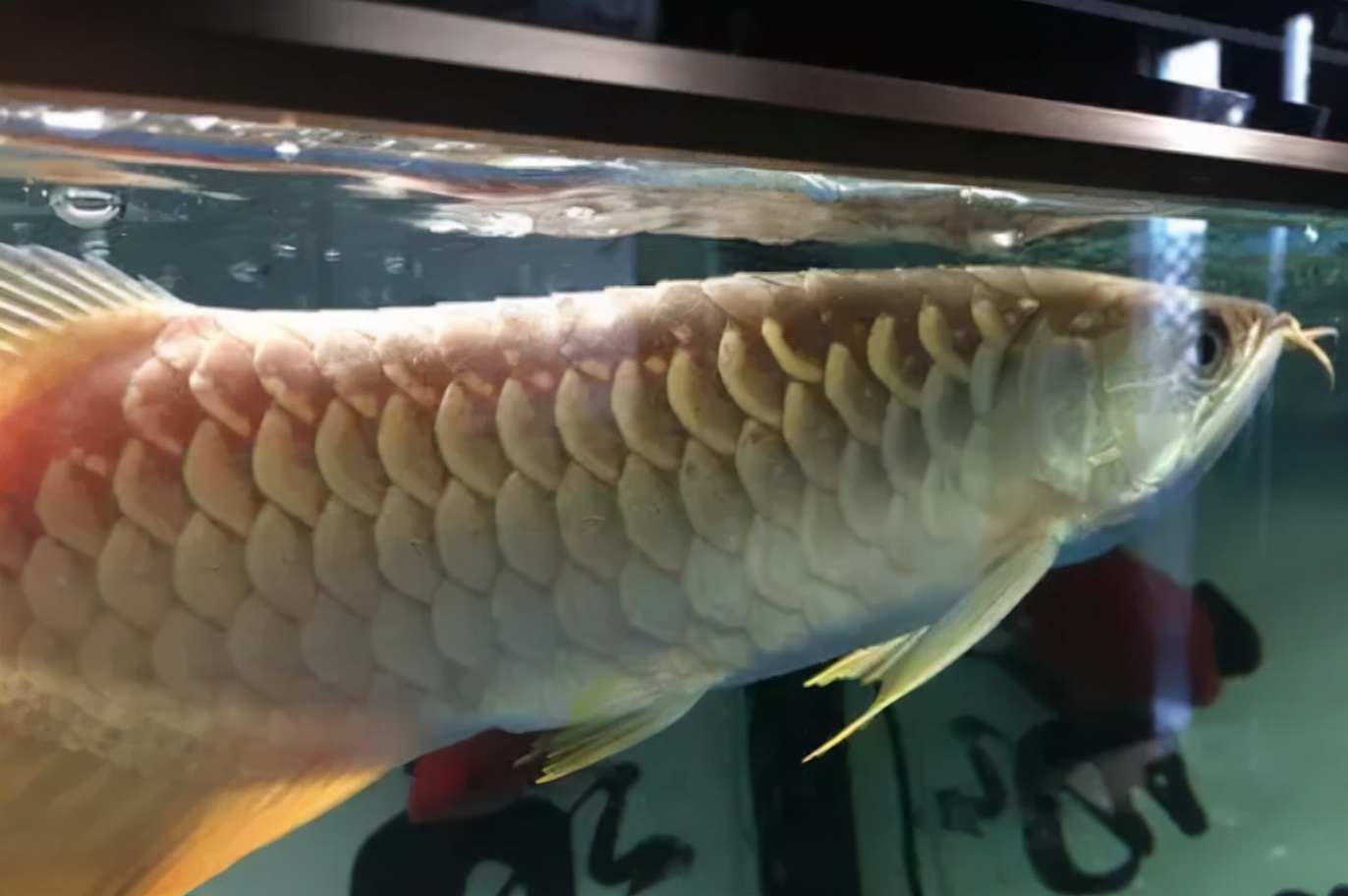 东莞龙鱼疾病预防,龙鱼最难治愈的疾病