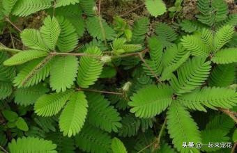 不能在家养的三种有毒的花,不能在家养的十大花