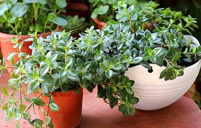 进入秋季该如何养护金鱼吊兰,盆栽金鱼吊兰的夏季养护