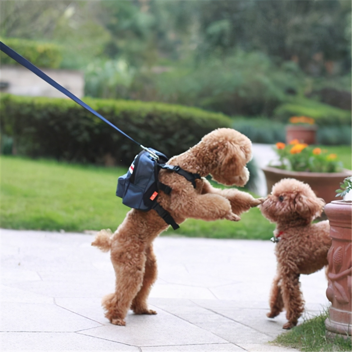 泰迪的饲养方法和注意事项,泰迪一岁喂养注意事项