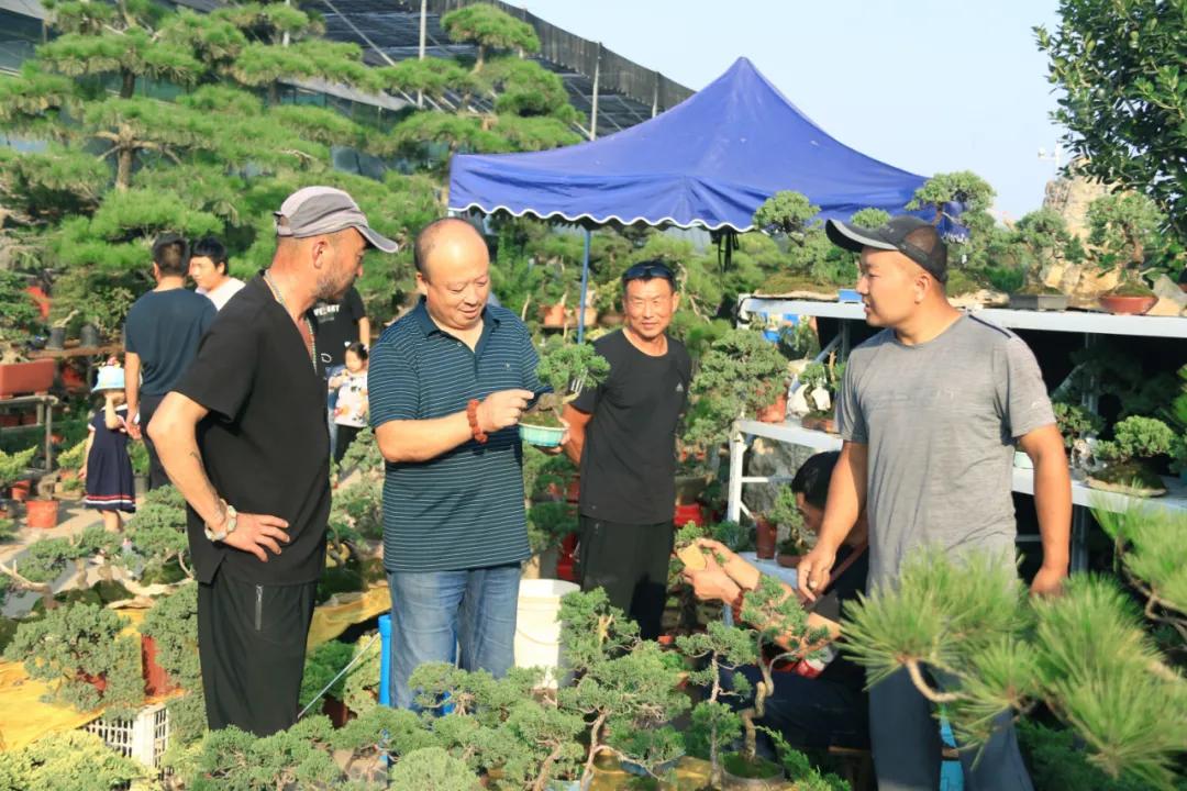 花木盆景活动,秋冬季花木节盆景展