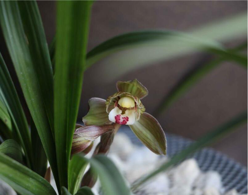 冬天移栽兰花12月份怎么快速服盆,兰花弱苗移盆注意事项