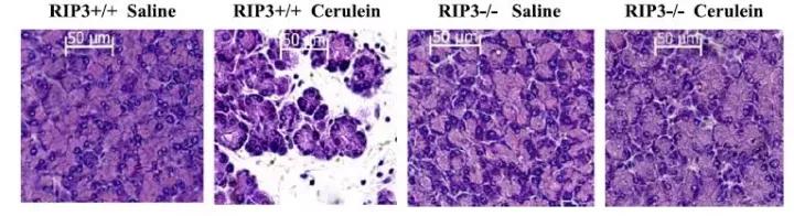 跟大牛学习,跟大牛学什么技术好