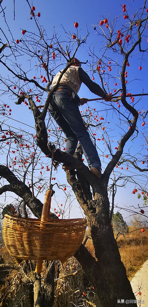 柿子怎么摘好吃又难摘,柿子在树上摘下来怎么弄才好吃