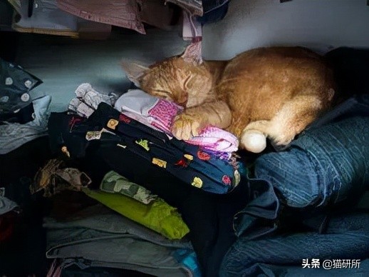 脚气传染猫咪 (猫咪脚气一般什么症状)