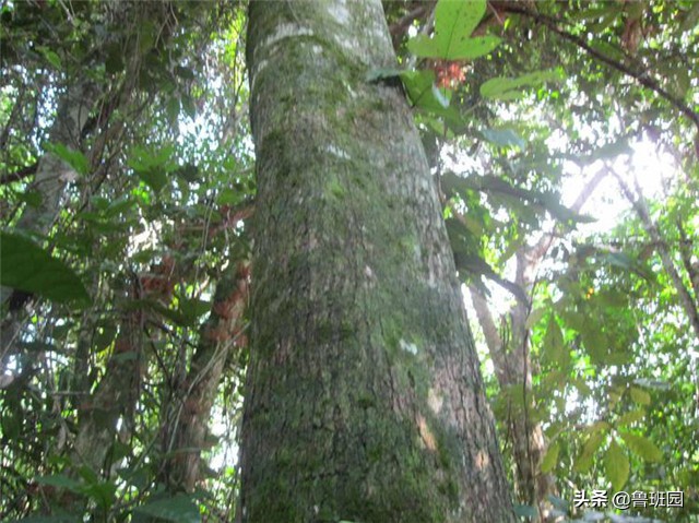 非洲小叶紫檀是红木吗？它能否成为未来木材市场的黑马？