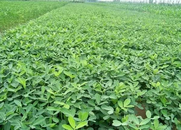 花生疯长结果少的原因,花生疯长